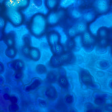 Load image into Gallery viewer, B6264 bullseye robin&#39;s egg &amp; deep royal blue mottled