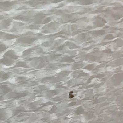 O100W oceanside clear waterglass 96 COE 12 x 16